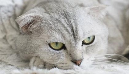 必一运动官网-罗马瞄准鲁杰里租借，马竞坚持强制买断条款|亚特兰大|转会|马特奥-鲁杰里|卡拉斯科|罗马俱乐部_新浪体育_新浪新闻