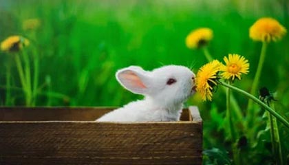 必一运动官网-罗马瞄准鲁杰里租借，马竞坚持强制买断条款|亚特兰大|转会|马特奥-鲁杰里|卡拉斯科|罗马俱乐部_新浪体育_新浪新闻